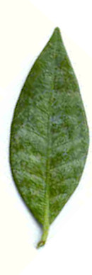 gelsomino