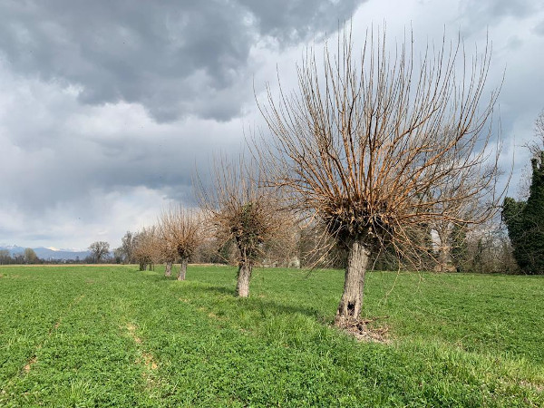 paese_reale_albero