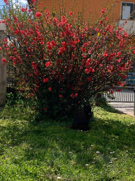 paese_reale_fiori