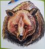 orso.jpg