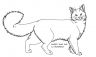 GATTO.jpg