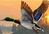 anatra in volo.jpg