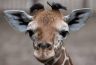 giraffina.jpg