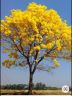 albero giallo foto.jpg