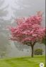 albero rosso.jpg