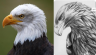aquila foto 1.png