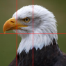 aquila foto 3.png
