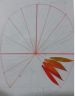 pavone-collage-4_piume.jpg